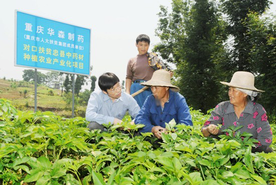 华森GAP中药材种植基地帮助农户扶贫增收.jpg